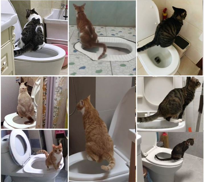 cat using toilet